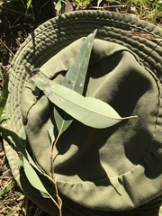 Eucalyptus raveretiana