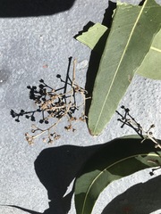 Eucalyptus raveretiana