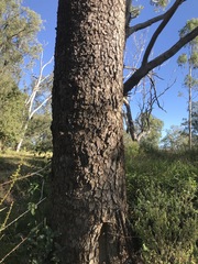Eucalyptus raveretiana
