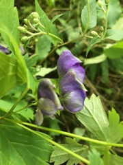 Aconitum noveboracense