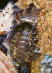 Acanthopleurinae