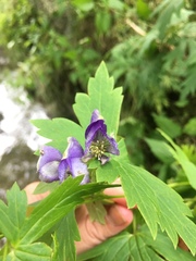 Aconitum noveboracense