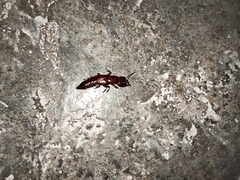 Staphylinidae