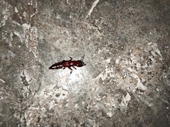 Staphylinidae