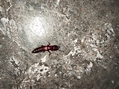 Staphylinidae