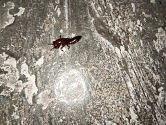 Staphylinidae