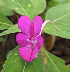 Impatiens santisukii