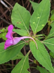 Impatiens santisukii