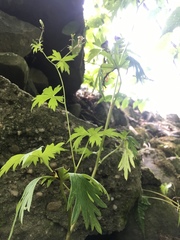 Aconitum noveboracense