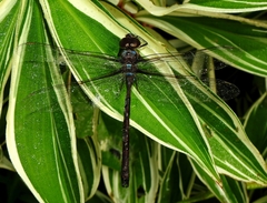 Neuraeschna costalis