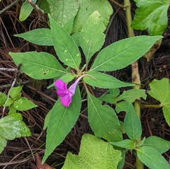 Impatiens santisukii