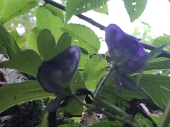 Aconitum noveboracense