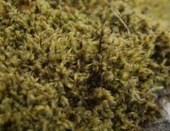 Racomitrium fasciculare