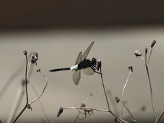 Pseudothemis zonata