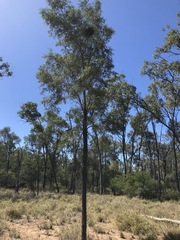 Flindersia dissosperma