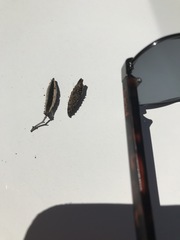 Flindersia dissosperma