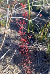 Drosera thysanosepala