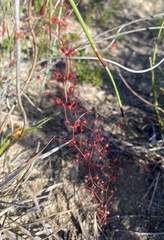 Drosera thysanosepala