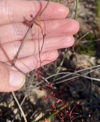Drosera thysanosepala