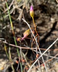 Drosera thysanosepala