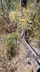 Grevillea albiflora