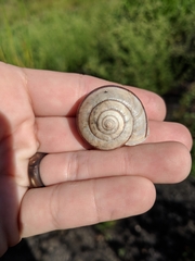 Helminthoglypta willetti