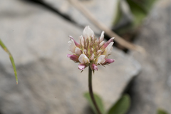 Trifolium thalii