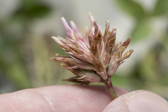 Trifolium thalii