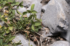 Trifolium thalii