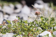 Trifolium thalii