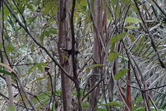 Rhipidura leucothorax