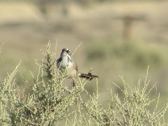 Artemisiospiza belli