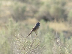 Artemisiospiza belli