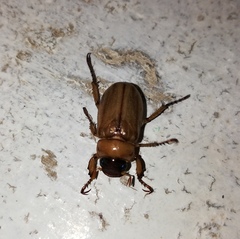 Adoretus nigrifrons