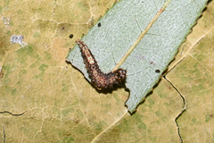 Wockia asperipunctella