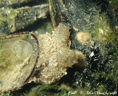 Molgula manhattensis