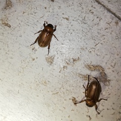 Adoretus nigrifrons