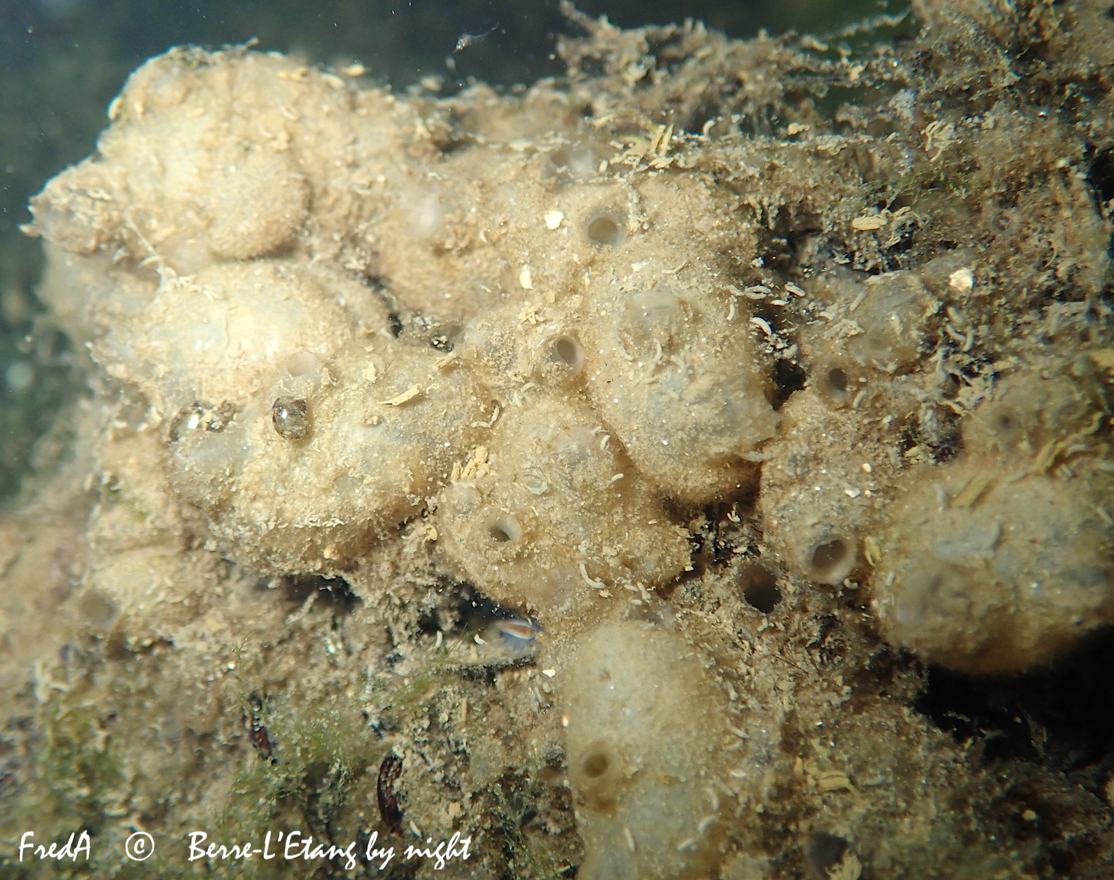 Molgula manhattensis (De Kay, 1843)