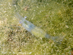 Palaemon adspersus