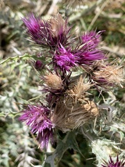 Carduus carlinoides