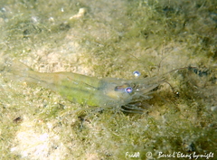 Palaemon adspersus