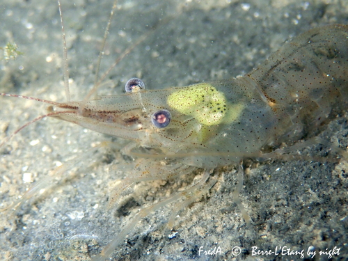 Baltic prawn, photo 3 of 8