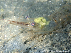 Palaemon adspersus