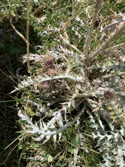 Carduus carlinoides