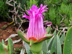 Carpobrotus quadrifidus