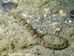 Syngnathus abaster