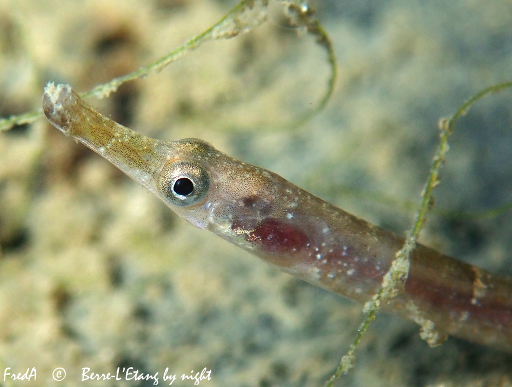 Black-Striped Pipefish