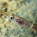 Black-striped Pipefish - Photo (c) Frédéric ANDRE, some rights reserved (CC BY-NC), uploaded by Frédéric ANDRE