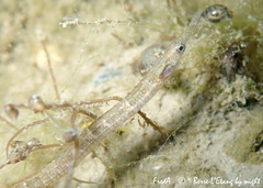 Syngnathus abaster
