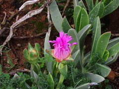 Carpobrotus quadrifidus